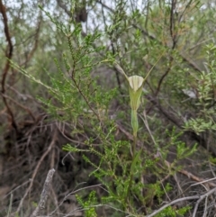 Diplodium ampliatum (Large Autumn Greenhood) at Tharwa, ACT - 24 Jan 2024 by WalterEgo