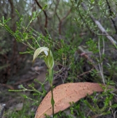 Diplodium ampliatum at Namadgi National Park - 24 Jan 2024