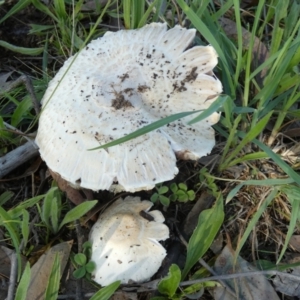 Agaricus sp. at Bicentennial Park - 21 Jan 2024 07:40 AM