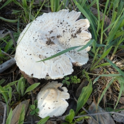 Agaricus sp. (Agaricus) at Queanbeyan West, NSW - 20 Jan 2024 by Paul4K