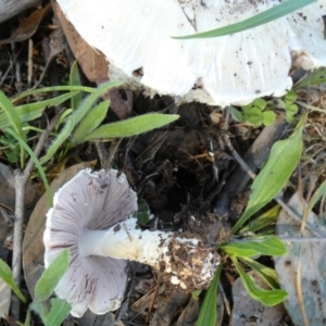 Agaricus sp. at Bicentennial Park - 21 Jan 2024 07:40 AM