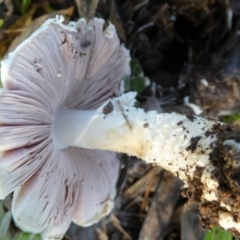 Agaricus sp. at Bicentennial Park - 21 Jan 2024