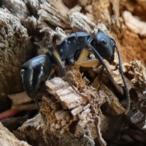 Polyrhachis sp. (genus) at QPRC LGA - suppressed