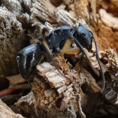 Polyrhachis sp. (genus) (A spiny ant) at Boro - 23 Jan 2024 by Paul4K