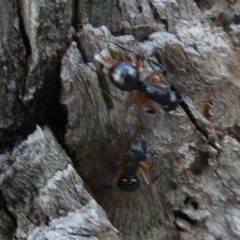 Polyrhachis sp. (genus) at QPRC LGA - 23 Jan 2024