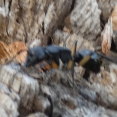 Polyrhachis sp. (genus) at QPRC LGA - 23 Jan 2024