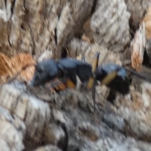 Polyrhachis sp. (genus) at QPRC LGA - suppressed