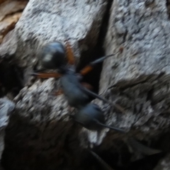 Polyrhachis sp. (genus) at QPRC LGA - 23 Jan 2024