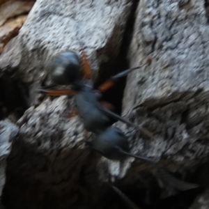 Polyrhachis sp. (genus) at QPRC LGA - suppressed