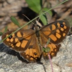 Geitoneura klugii (Marbled Xenica) at QPRC LGA - 24 Jan 2024 by Paul4K