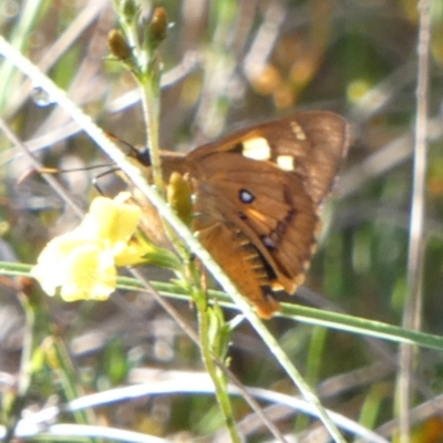 Trapezites symmomus (Splendid Ochre) at Boro - 24 Jan 2024 by Paul4K