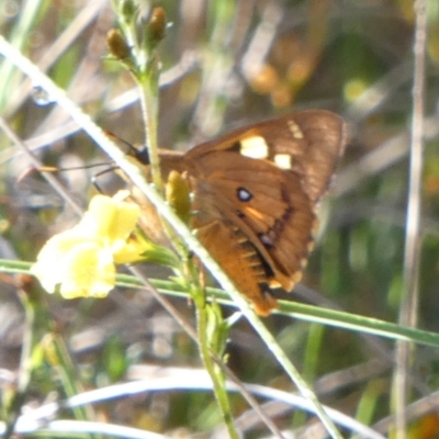 Trapezites symmomus (Splendid Ochre) at Boro - 23 Jan 2024 by Paul4K