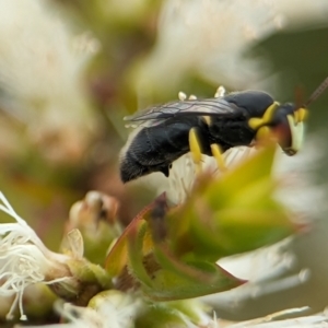 Hylaeus (Gnathoprosopis) euxanthus at Coombs Ponds - 22 Jan 2024