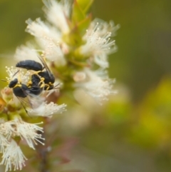 Hylaeus (Gnathoprosopis) euxanthus at Coombs Ponds - 22 Jan 2024