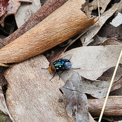 Unidentified Bristle Fly (Tachinidae) at Murramarang National Park - 24 Jan 2024 by Csteele4