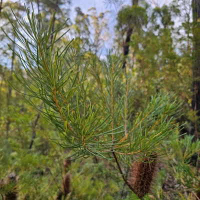Banksia spinulosa (Hairpin Banksia) at Buckenbowra, NSW - 24 Jan 2024 by Csteele4