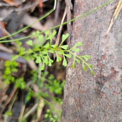 Lindsaea microphylla (Lacy Wedge-fern) at Buckenbowra, NSW - 24 Jan 2024 by Csteele4