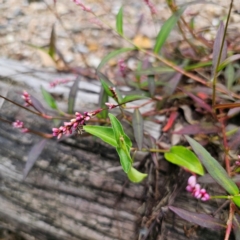 Persicaria decipiens (Slender Knotweed) at Currowan State Forest - 24 Jan 2024 by Csteele4