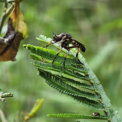 Unidentified Robber fly (Asilidae) at Currowan State Forest - 24 Jan 2024 by Csteele4