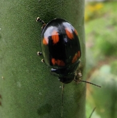 Paropsisterna octosignata (Eucalyptus leaf beetle) at Cooleman Ridge - 15 Jan 2024 by Jmetcalfe001