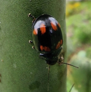 Paropsisterna octosignata at Cooleman Ridge - 15 Jan 2024