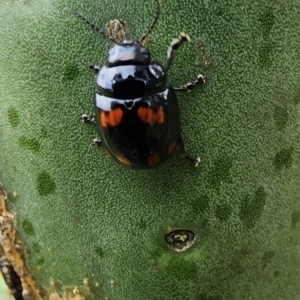 Paropsisterna octosignata at Cooleman Ridge - 15 Jan 2024