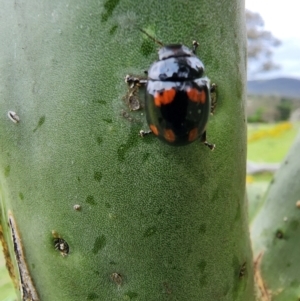 Paropsisterna octosignata at Cooleman Ridge - 15 Jan 2024