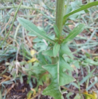 Cichorium intybus (Chicory) at Albury - 24 Jan 2024 by RobCook