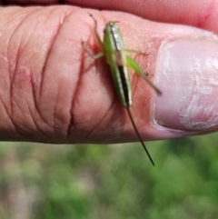 Conocephalus semivittatus at Taylor, ACT - 11 Jan 2024 02:41 PM