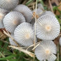 Parasola plicatilis (An Ink Cap) at Surf Beach, NSW - 25 Jan 2024 by Hejor1