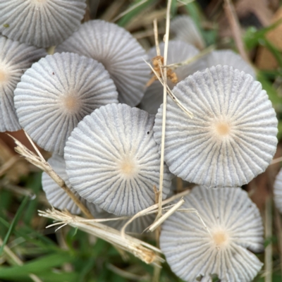 Parasola plicatilis (An Ink Cap) at Surf Beach, NSW - 24 Jan 2024 by Hejor1