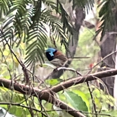 Malurus lamberti (Variegated Fairywren) at Surf Beach, NSW - 25 Jan 2024 by Hejor1