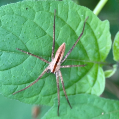 Thasyraea ornata (A prowling spider) at Surf Beach, NSW - 25 Jan 2024 by Hejor1