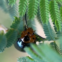 Aporocera (Aporocera) consors (A leaf beetle) at Surf Beach, NSW - 25 Jan 2024 by Hejor1