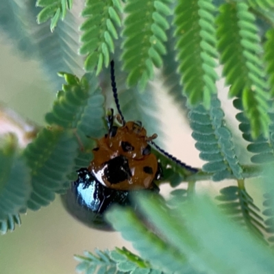 Aporocera (Aporocera) consors (A leaf beetle) at Surf Beach, NSW - 25 Jan 2024 by Hejor1