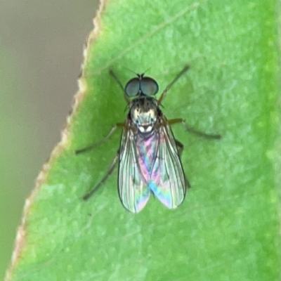 Dolichopodidae (family) - 1 Jan 1900 by Hejor1