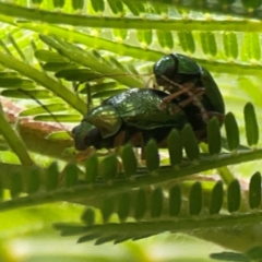 Chrysomelidae sp. (family) at Surf Beach, NSW - 24 Jan 2024 by Hejor1