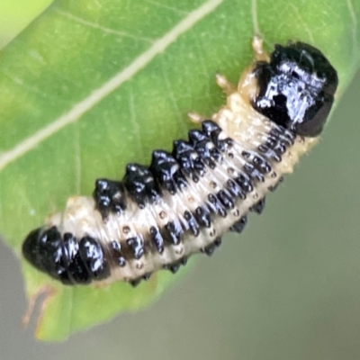 Paropsis atomaria (Eucalyptus leaf beetle) at Surf Beach, NSW - 24 Jan 2024 by Hejor1