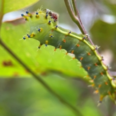 Opodiphthera eucalypti (Emperor Gum Moth) at Surf Beach, NSW - 24 Jan 2024 by Hejor1