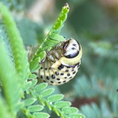 Dicranosterna immaculata (Acacia leaf beetle) at Surf Beach, NSW - 24 Jan 2024 by Hejor1