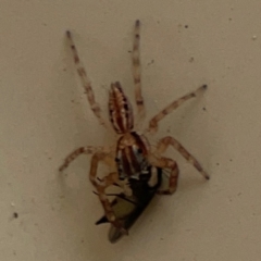 Unidentified Jumping or peacock spider (Salticidae) at Surf Beach, NSW - 24 Jan 2024 by Hejor1