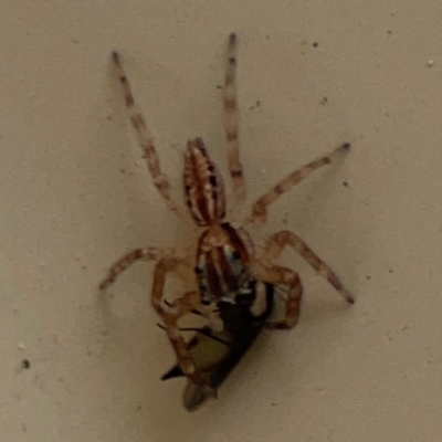 Unidentified Jumping or peacock spider (Salticidae) at Surf Beach, NSW - 24 Jan 2024 by Hejor1