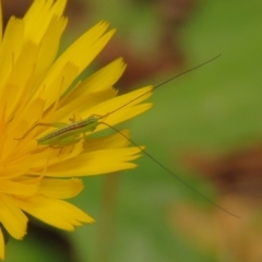 Conocephalus semivittatus (Meadow katydid) at Fadden, ACT - 24 Jan 2024 by KumikoCallaway