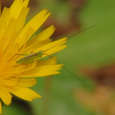 Conocephalus semivittatus (Meadow katydid) at Fadden, ACT - 24 Jan 2024 by KumikoCallaway