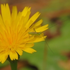 Conocephalus semivittatus at Undefined Area - 25 Jan 2024 10:20 AM