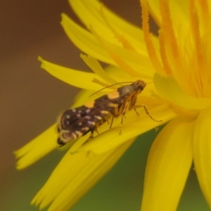 Glyphipterix chrysoplanetis at Fadden Pines (FAD) - 25 Jan 2024