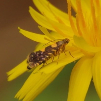 Glyphipterix chrysoplanetis (A Sedge Moth) at Fadden Pines (FAD) - 24 Jan 2024 by KumikoCallaway