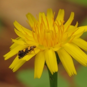 Glyphipterix chrysoplanetis at Fadden Pines (FAD) - 25 Jan 2024