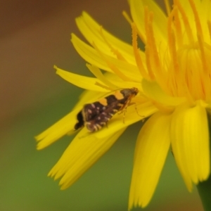 Glyphipterix chrysoplanetis at Fadden Pines (FAD) - 25 Jan 2024