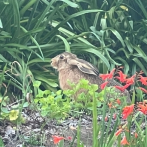 Lepus capensis at Aranda, ACT - 25 Jan 2024 11:42 AM